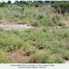 lachides galba azerbaijan biotope1